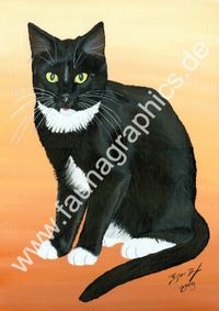 Katzenportrait, Tierportrait